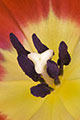 Tulipa - Red and Yellow