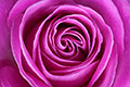 Rosa - Pink