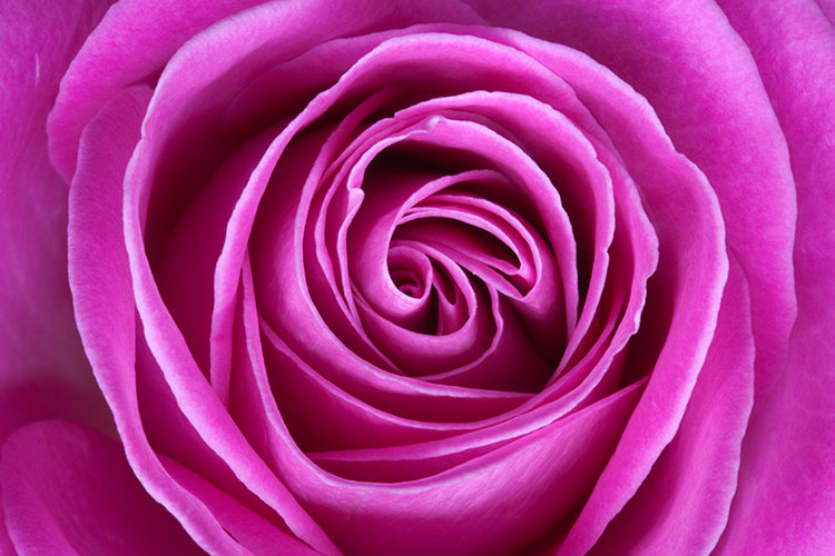 Rosa - Pink