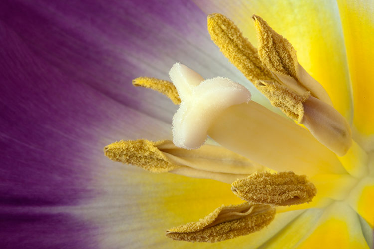 Tulipa - Purple and Yellow