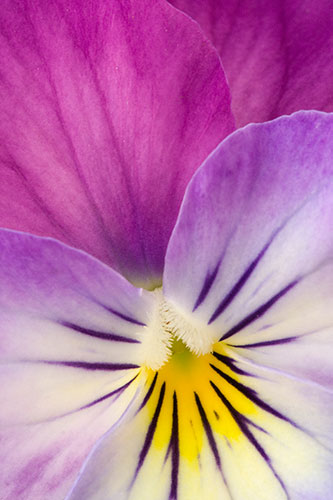 Viola