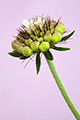 Emerging Scabiosa Butterfly Blue