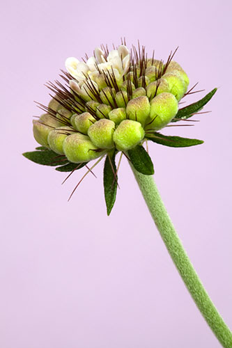 Emerging Scabiosa Butterfly Blue