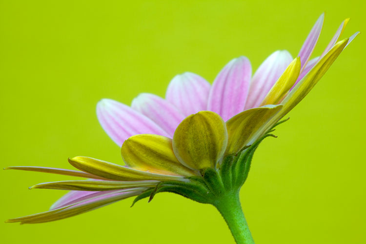 Osteospermum 'Pinks'