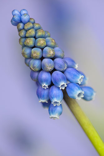 Muscari Armeniacum