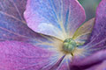Hydrangea hortnsia Blue