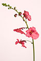 Diascia 'Ruby field' 