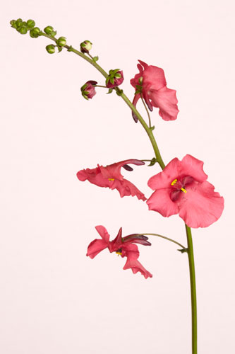 Diascia 'Ruby field'