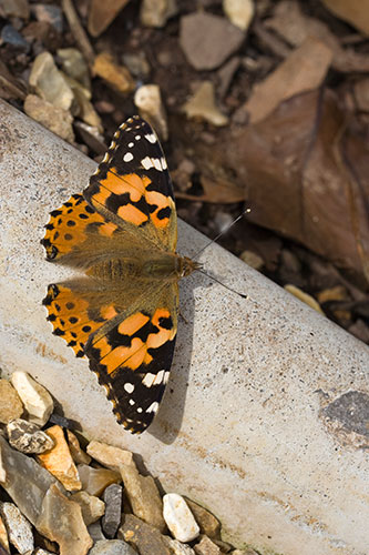 Painted Lady Butterfly (Vanessa cardui)
