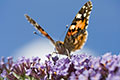 Painted Lady Butterfly (Vanessa cardui on Buddleia davidii