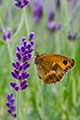Gatekeeper Butterfly