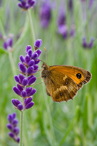 Gatekeeper Butterfly