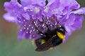 Bee on Scabiosa Butterfly Blue
