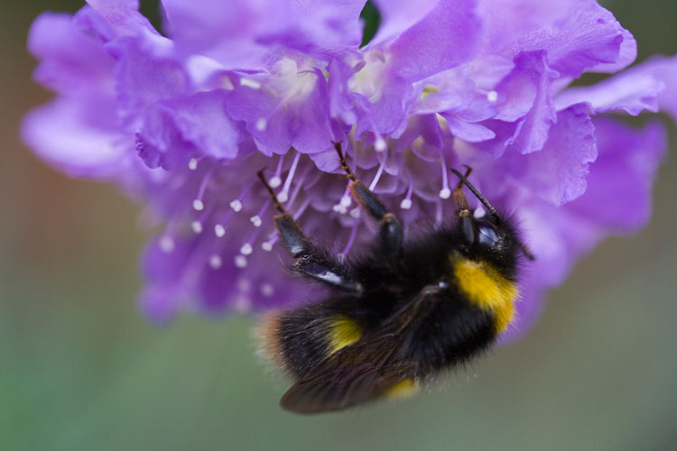 Bee on Scabiosa Butterfly Blue