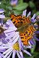  C-album) on Aster