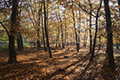 Tunstall Forest, Suffolk, England