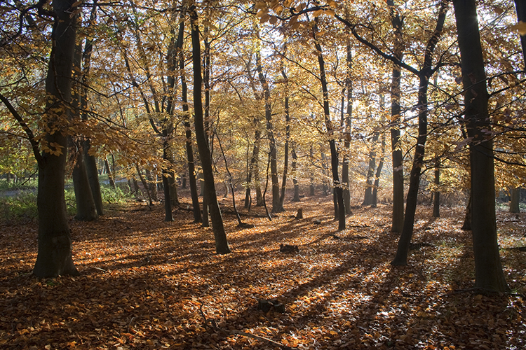 Tunstall Forest, Suffolk, England